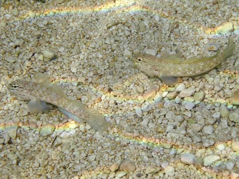 Primi sentori di Gobius bucchichi e Gobius incognitus ante 2016
